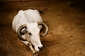 Cow at the Zoo