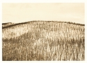 Prescribed Burn