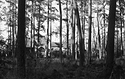 Living Next to the Forest