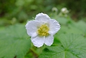 Lone Thimbleberry Blossom