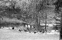 Wild Turkeys