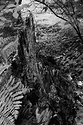 Tynehead-12a-2014-06-10.jpg