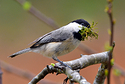 Chickadee