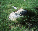 Grass, shade, and mottled light