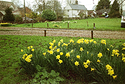 THRIPLOW --  Daffodil Weekend