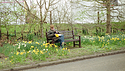 Daffodil Dozer, THRIPLOW