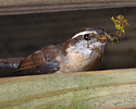 Wren
