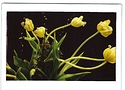 tulips.jpeg