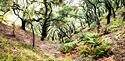 Incompleted Bushwhack To The Unknown