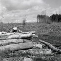Logging