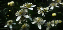 Clematis on a bushwhack to Mt. Mars - Version 1