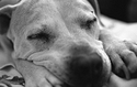 Snoozin'