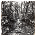 Appalachian Trail: A rainy walk on Firescald Knob yesterday morning.