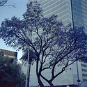 Jacaranda At The Angel