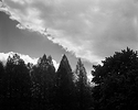 Cypress, Maples & Sky