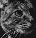 Le Chat en Noir
