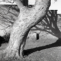 Tree in St.Marys Churchyard