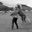 Rosedale Show