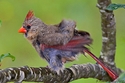 Red White & Blue Cardinal??