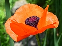 Poppy