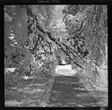 Path