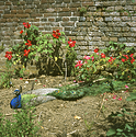 Herstmonceux 04.jpg