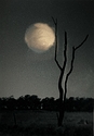Moon Tree