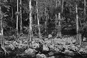 Big Cypress National Preserve