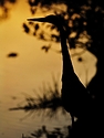Silhouette