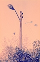 UAP