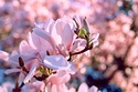 Cherry Blossom