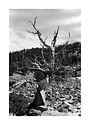 Bristlecone