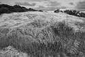 Grassy Knoll