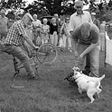 Terrier racing finish