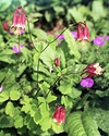 Aquilegia