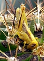 grasshoppercloseup.jpg
