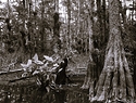 Big Cypress