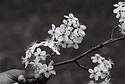 Bradford Pear