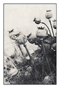 Poppies