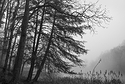 Hemlocks and Cattails