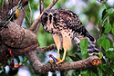 Hawk w/ Snake