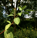 Barnsdale Gardens 05.jpg