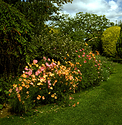Barnsdale Gardens 02.jpg