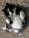 Our cat - Jess