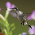 Hummingbird 2023