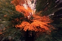 Van Dusen-Autumn-31.jpg