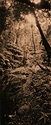 A Forest