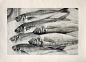 Mackerel