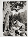 juniper