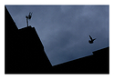 pidgeon.jpg